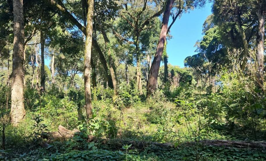 Desmatamento ilegal: IAT autua proprietária em Guarapuava