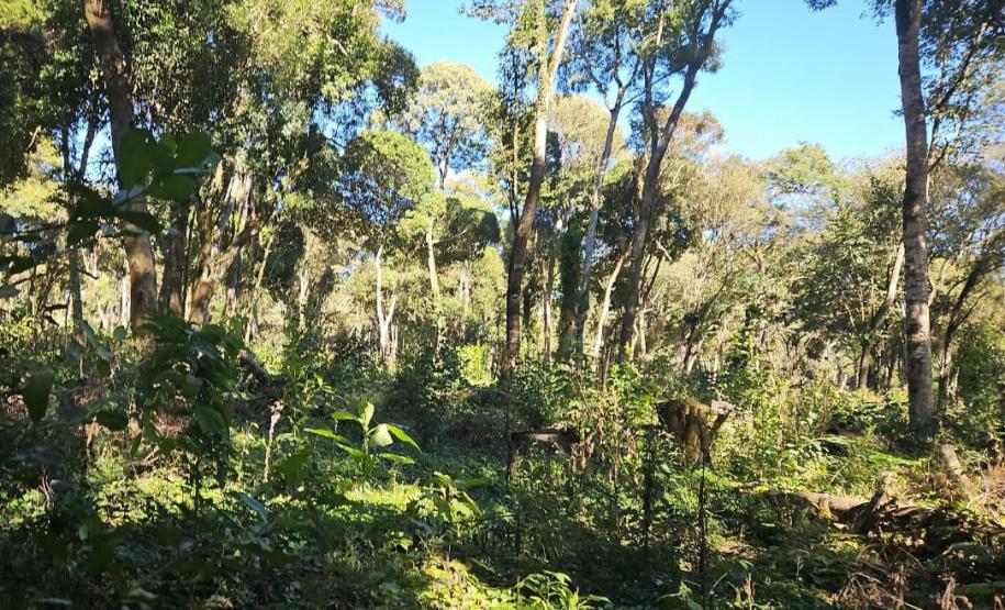 Desmatamento ilegal: IAT autua proprietária em Guarapuava