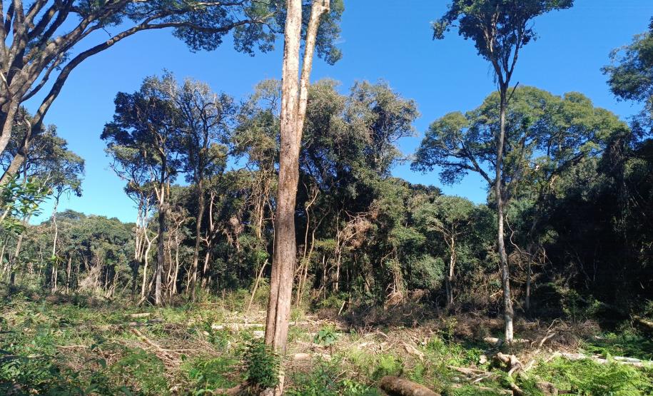 Desmatamento ilegal: IAT autua proprietária em Guarapuava