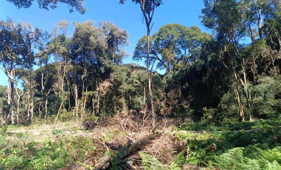 Desmatamento ilegal: IAT autua proprietária em Guarapuava