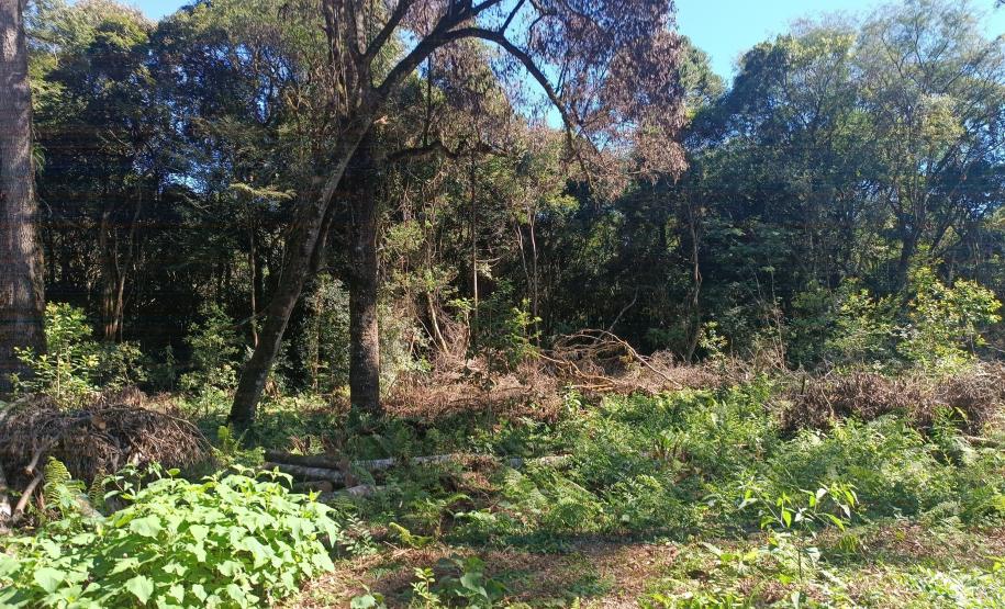 Desmatamento ilegal: IAT autua proprietária em Guarapuava