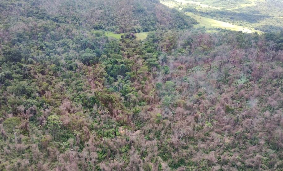 IAT identificou 478 hectares de área de vegetação danificada por fogo em quatro fazendas de Ribeirão Claro, no Norte Pioneiro