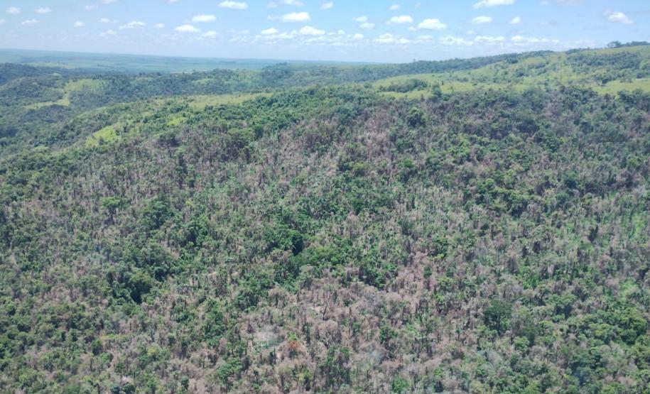 IAT identificou 478 hectares de área de vegetação danificada por fogo em quatro fazendas de Ribeirão Claro, no Norte Pioneiro