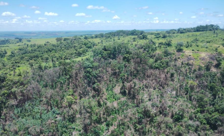 IAT identificou 478 hectares de área de vegetação danificada por fogo em quatro fazendas de Ribeirão Claro, no Norte Pioneiro