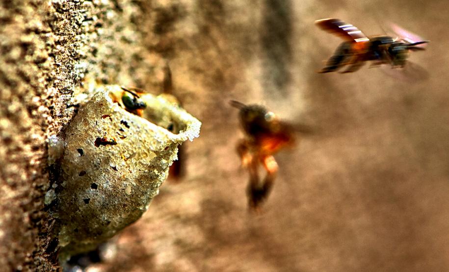 Poliniza Paraná amplia alcance e vai chegar a 21 complexos ambientais no Estado