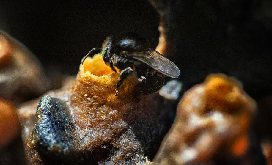 Poliniza Paraná amplia alcance e vai chegar a 21 complexos ambientais no Estado