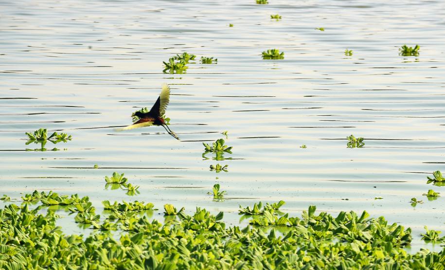Projeto Passarinhar Paraná
