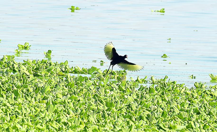 Projeto Passarinhar Paraná