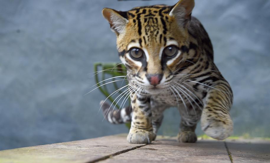 Rede coordenada pelo IAT salvou 1.483 animais