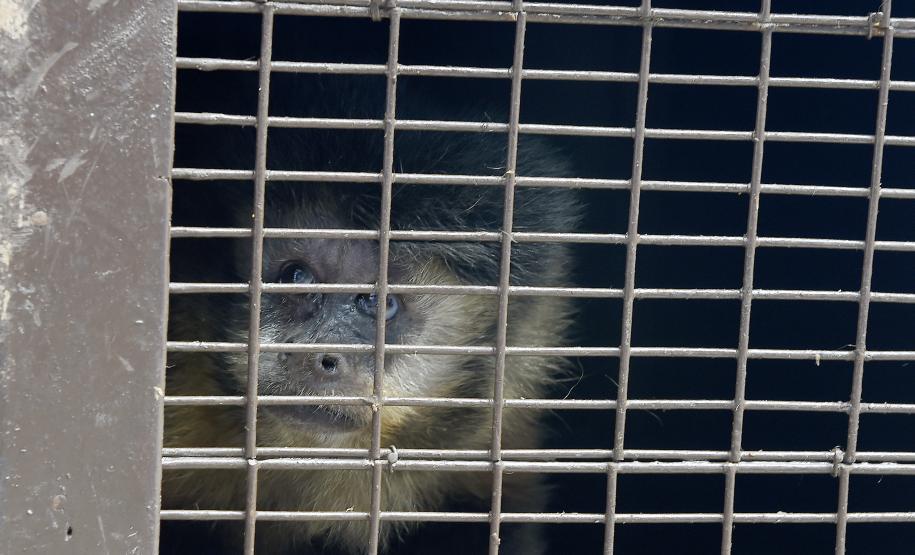 20 macacos-prego resgatados pelo IAT