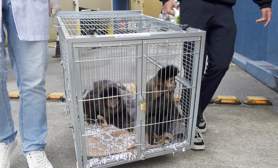 20 macacos-prego resgatados pelo IAT