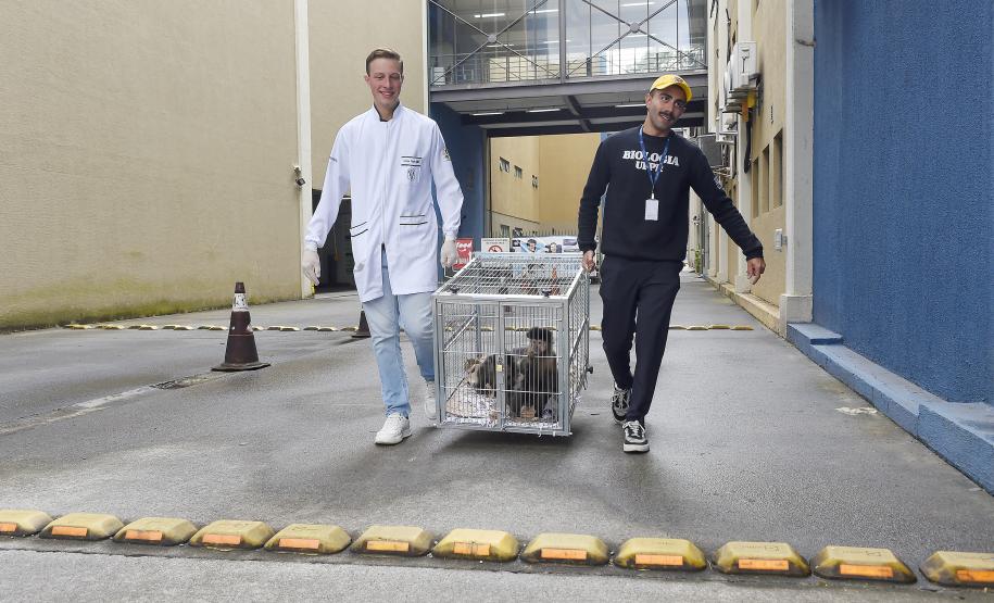 20 macacos-prego resgatados pelo IAT