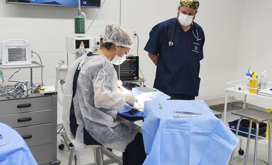 20 macacos-prego resgatados pelo IAT