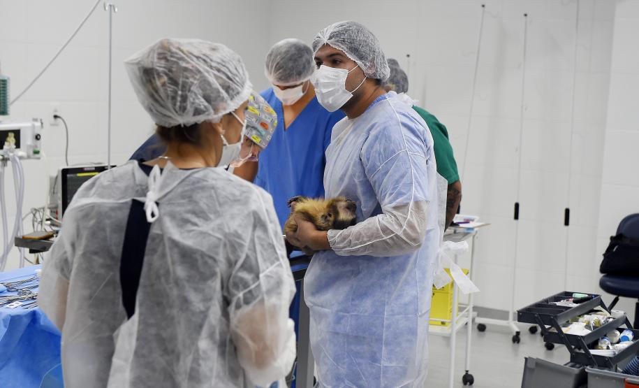 20 macacos-prego resgatados pelo IAT