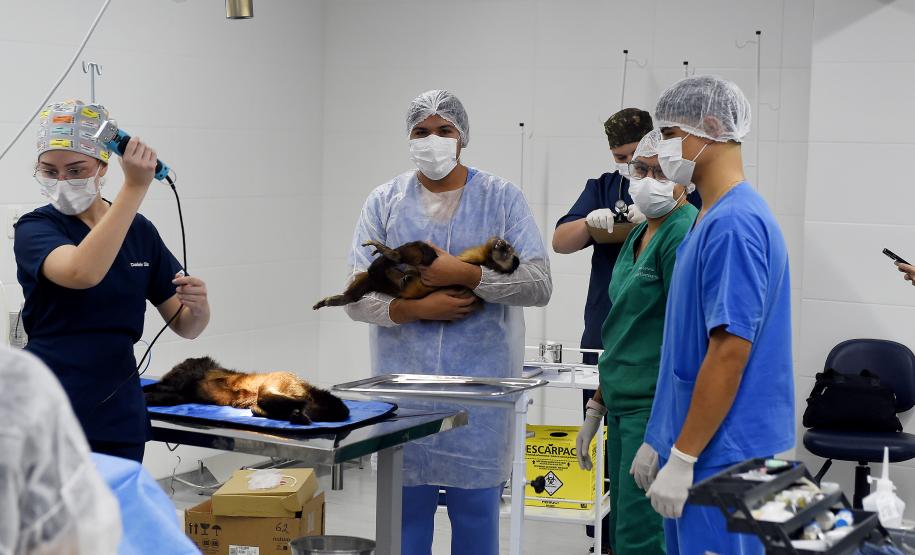 20 macacos-prego resgatados pelo IAT