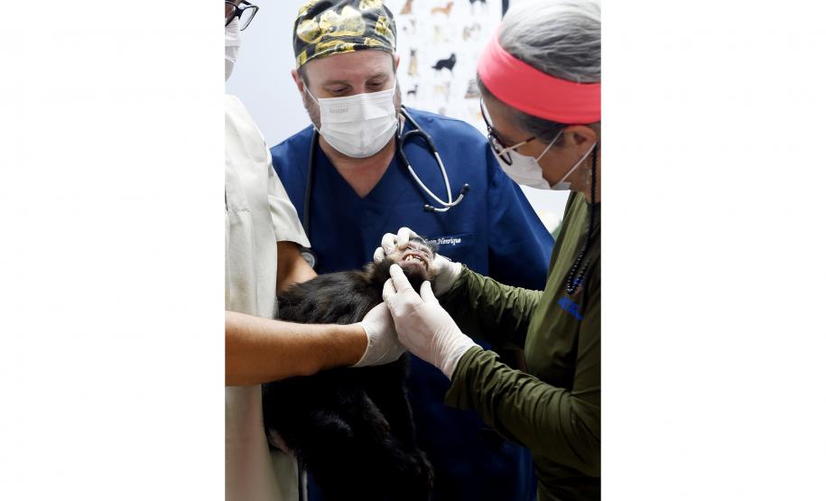 20 macacos-prego resgatados pelo IAT