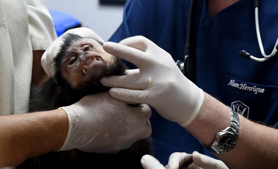 20 macacos-prego resgatados pelo IAT