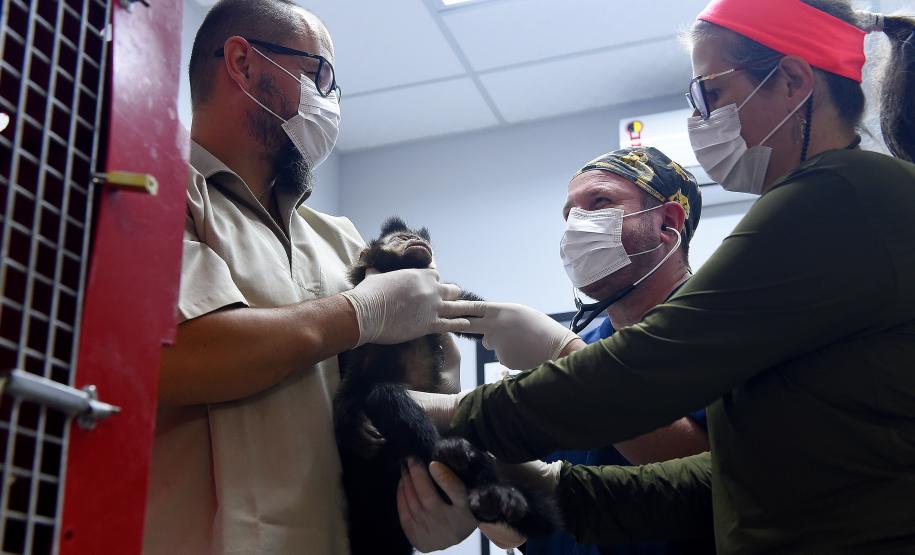 20 macacos-prego resgatados pelo IAT