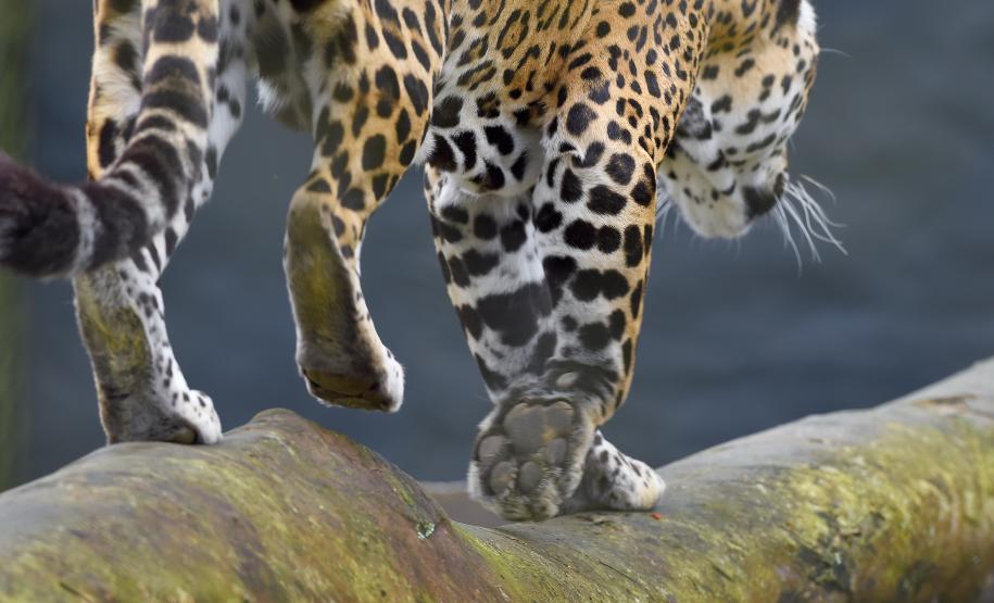 Rede coordenada pelo IAT salvou 1.483 animais