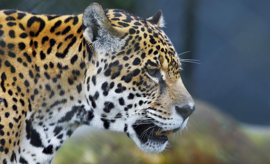 Rede coordenada pelo IAT salvou 1.483 animais