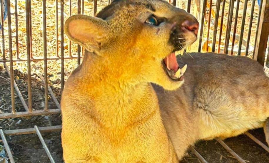 Em menos de uma semana, IAT captura e solta segunda onça-parda em Marialva