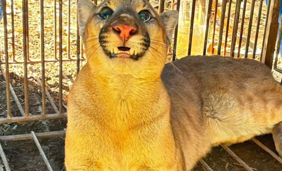 Em menos de uma semana, IAT captura e solta segunda onça-parda em Marialva