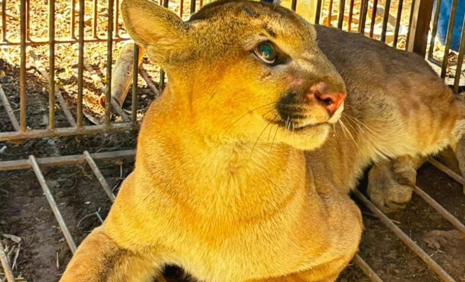 Em menos de uma semana, IAT captura e solta segunda onça-parda em Marialva