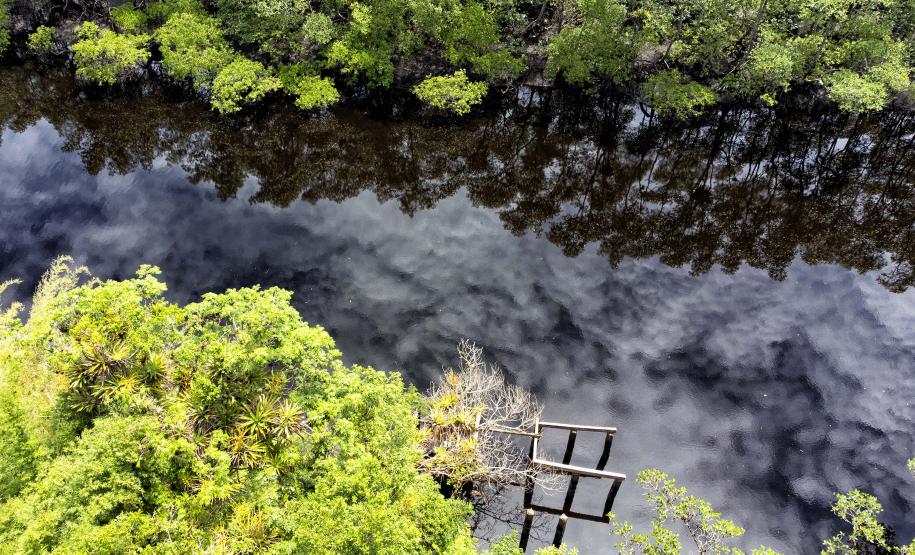 Semana do Meio Ambiente terá araucária de 700 anos, limpeza de rios e proteção da fauna