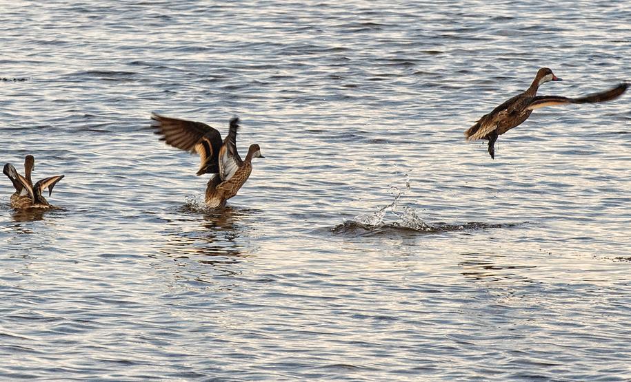 Projeto Passarinhar Paraná