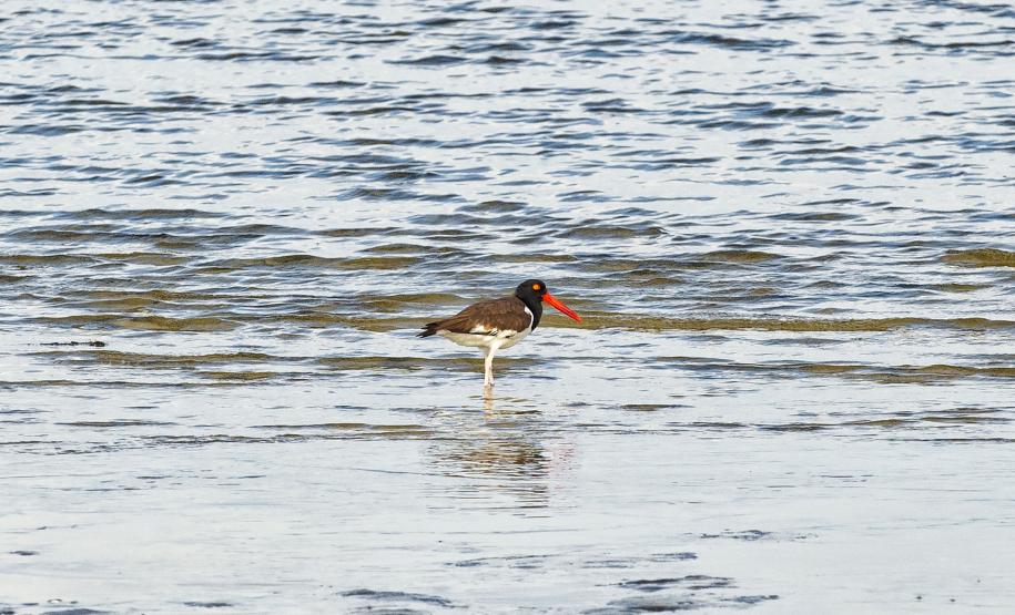 Semana do Meio Ambiente terá araucária de 700 anos, limpeza de rios e proteção da fauna