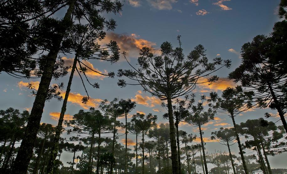 Semana do Meio Ambiente terá araucária de 700 anos, limpeza de rios e proteção da fauna