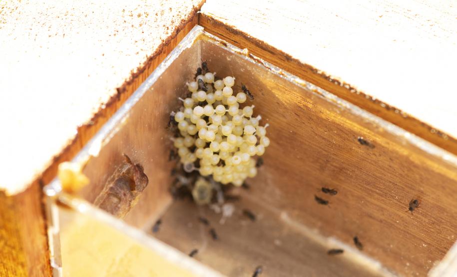 Poliniza Paraná amplia alcance e vai chegar a 21 complexos ambientais no Estado