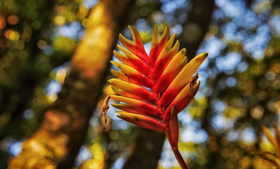 Semana do Meio Ambiente terá araucária de 700 anos, limpeza de rios e proteção da fauna