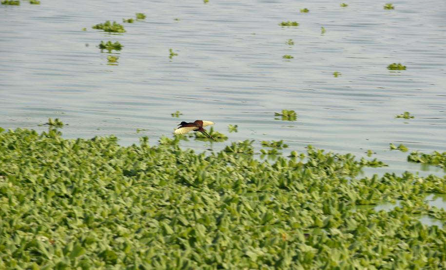 Dia da Biodiversidade: conheça as espécies que só são encontradas no Paraná