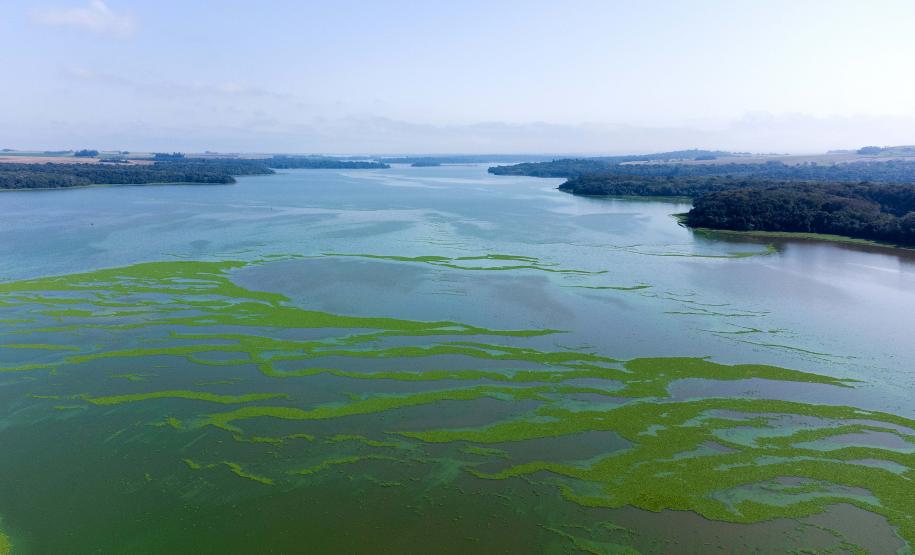 Dia da Biodiversidade: conheça as espécies que só são encontradas no Paraná