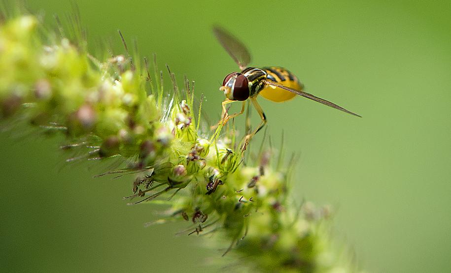 Poliniza Paraná amplia alcance e vai chegar a 21 complexos ambientais no Estado