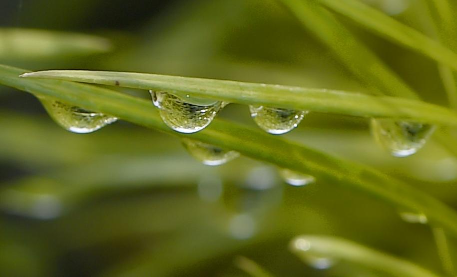 Semana do Meio Ambiente terá araucária de 700 anos, limpeza de rios e proteção da fauna