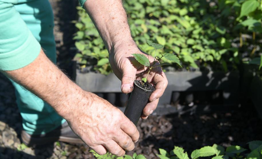 Semana do Meio Ambiente terá araucária de 700 anos, limpeza de rios e proteção da fauna