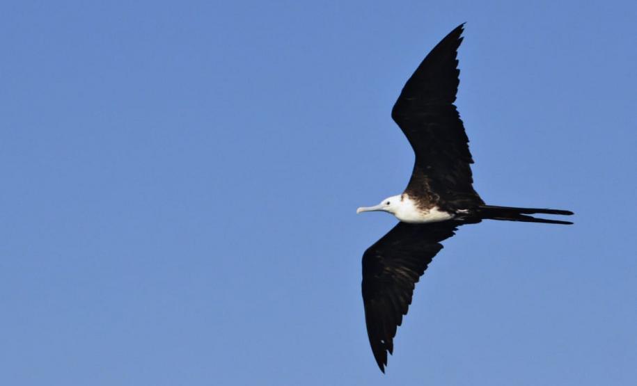 Projeto Passarinhar Paraná