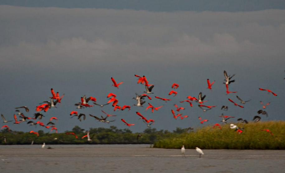 Projeto Passarinhar Paraná