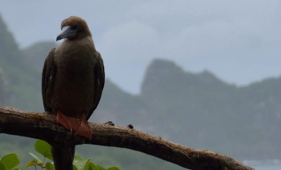 Projeto Passarinhar Paraná
