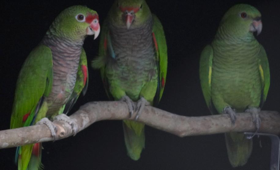 O amor está no ar: conheça os animais silvestre do Paraná que passam a vida toda juntos