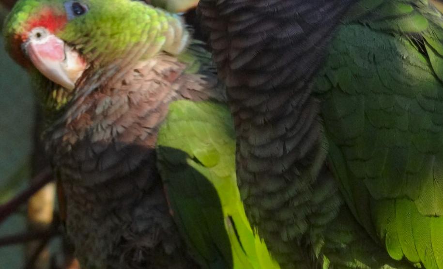 O amor está no ar: conheça os animais silvestre do Paraná que passam a vida toda juntos