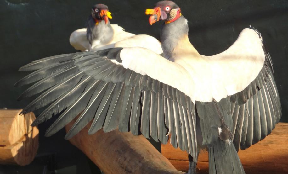 O amor está no ar: conheça os animais silvestre do Paraná que passam a vida toda juntos