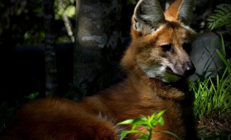 O amor está no ar: conheça os animais silvestre do Paraná que passam a vida toda juntos