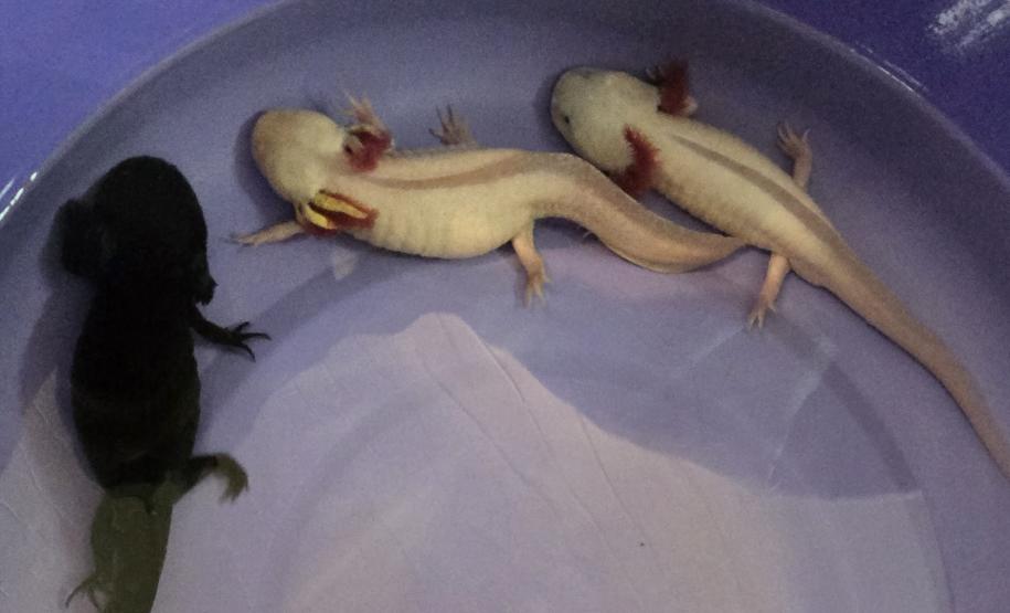 Instituto Água e Terra iniciou o processo de avaliação clínica de animais vítimas do tráfico internacional resgatados pela Polícia Civil