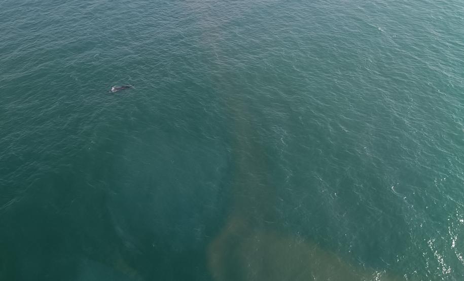 Presença de baleias no Litoral é sinal de recuperação da espécie; IAT inicia pesquisa da migração