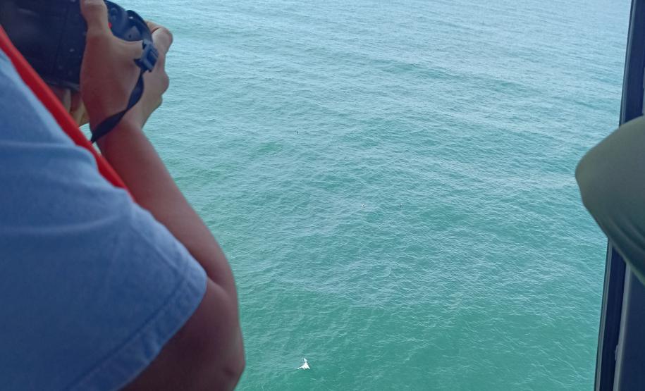 Presença de baleias no Litoral é sinal de recuperação da espécie; IAT inicia pesquisa da migração