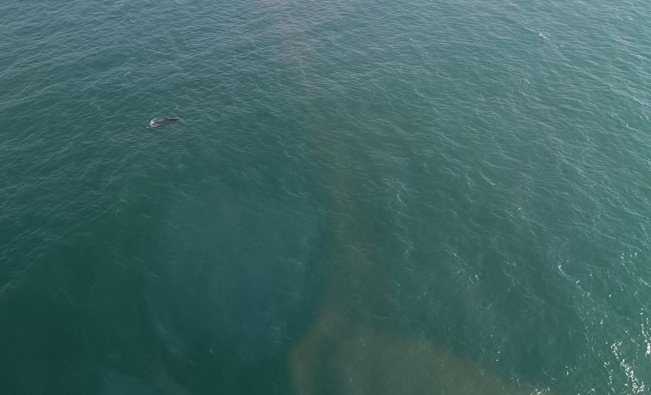 Presença de baleias no Litoral é sinal de recuperação da espécie; IAT inicia pesquisa da migração