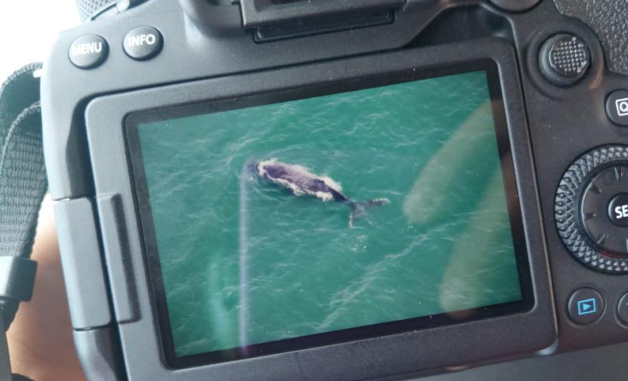 Presença de baleias no Litoral é sinal de recuperação da espécie; IAT inicia pesquisa da migração